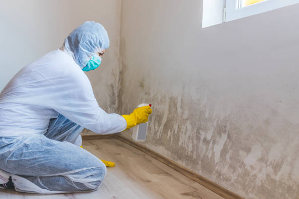 Licensed Mold Inspection service in Shrewsbury, PA - WQB Mold Removal