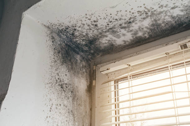 Affordable Mold Inspection solutions in Shrewsbury, PA
